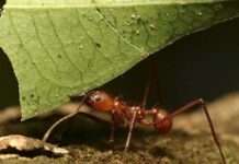 Como Eliminar a las Hormigas Definitivamente de tu Casa, Cocina y Jardín
