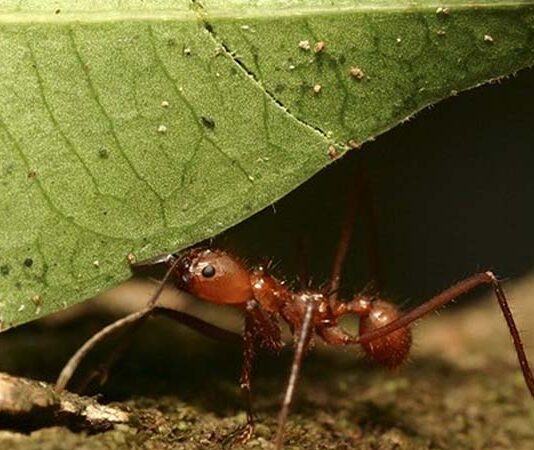 Como Eliminar a las Hormigas Definitivamente de tu Casa, Cocina y Jardín